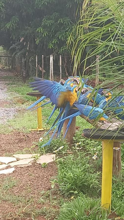 Pousada Canto Dos Passaros Alto Paraíso de Goiás エクステリア 写真